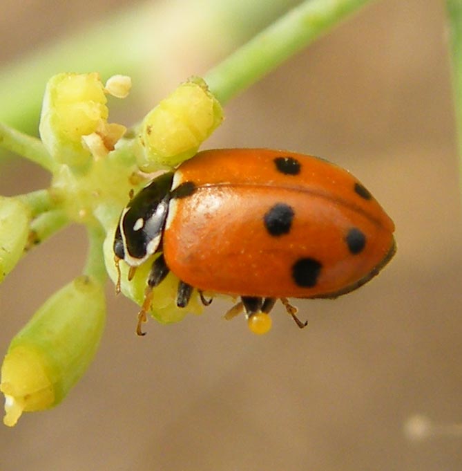 Di che coccinellide si tratta? - Hippodamia variegata